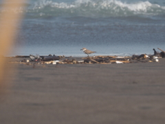 Charadrius javanicus
