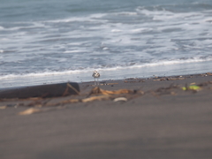 Charadrius javanicus