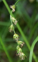 Carex divulsa divulsa