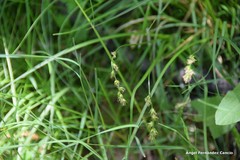 Carex divulsa divulsa