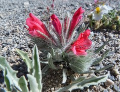 Echium albicans