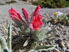 Echium albicans