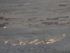 Charadrius javanicus