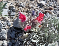 Echium albicans