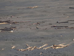 Charadrius javanicus