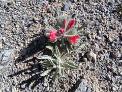 Echium albicans