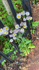 Erigeron philadelphicus