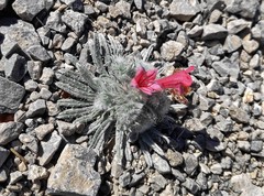 Echium albicans