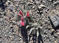 Echium albicans