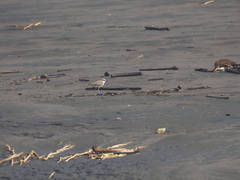 Charadrius javanicus