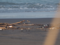 Charadrius javanicus