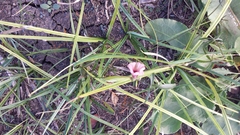 Ipomoea heptaphylla