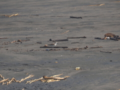 Charadrius javanicus