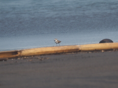 Charadrius javanicus