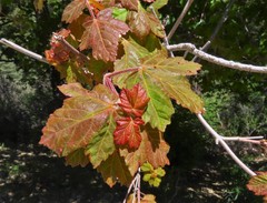 Acer granatense