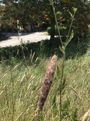 Phalaris coerulescens