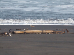 Charadrius javanicus