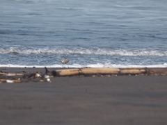 Charadrius javanicus