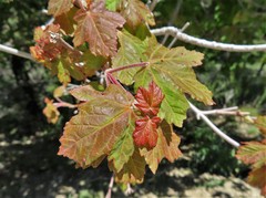 Acer granatense