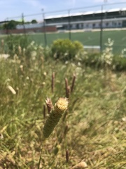 Phalaris coerulescens