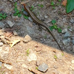 Plestiodon fasciatus