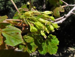 Acer granatense