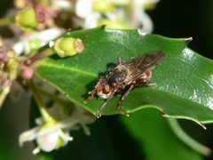 Myopa vicaria