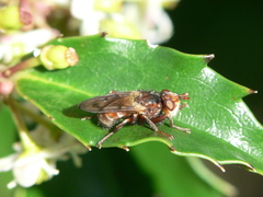 Myopa vicaria