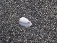 Latona cuneata