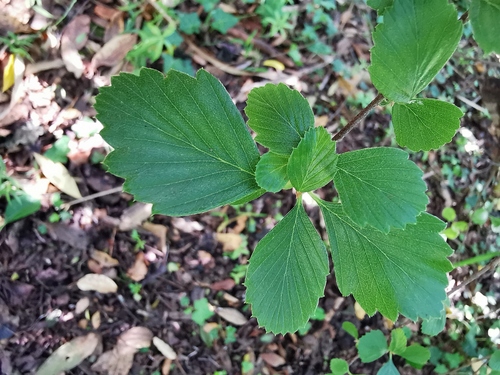 Alderleaf Mountain Mahogany