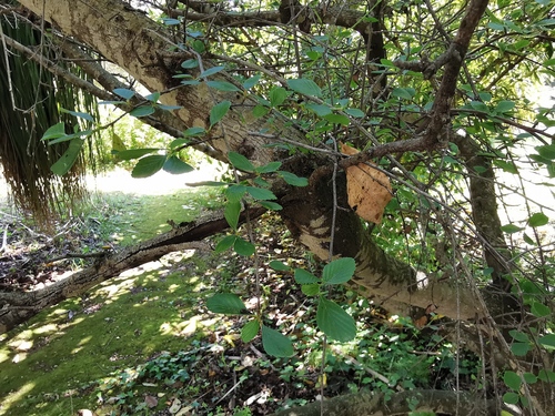 Alderleaf Mountain Mahogany
