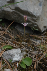 Galearis rotundifolia