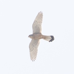 Falco tinnunculus tinnunculus