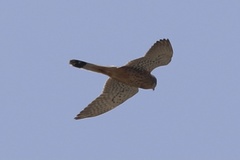 Falco tinnunculus tinnunculus