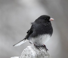 Junco hyemalis
