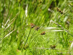Carex muricata pairae