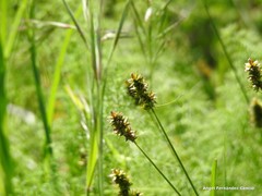 Carex muricata pairae