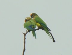 Eupsittula aurea