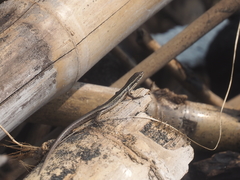 Cryptoblepharus cursor