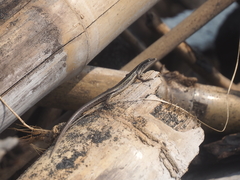 Cryptoblepharus cursor