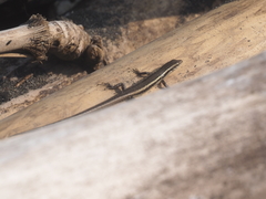 Cryptoblepharus cursor