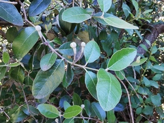 Magnoliopsida