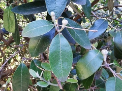 Magnoliopsida