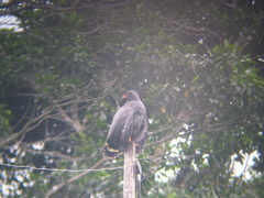 Buteogallus schistaceus