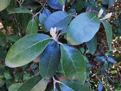 Magnoliopsida