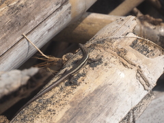 Cryptoblepharus cursor