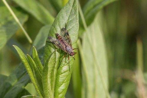 Downlooker Snipefly, 8371 Scheerwolde, Nederland, photo 10 of 10