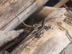 Cryptoblepharus cursor