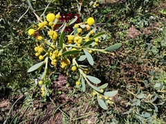 Acacia anceps