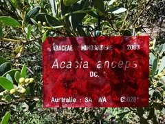 Acacia anceps